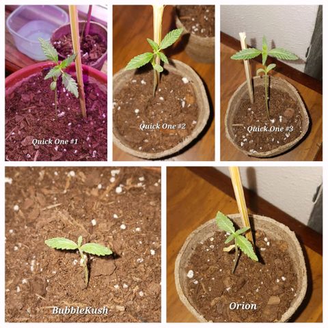 Orion F1 Autoflower growlog timeline photo