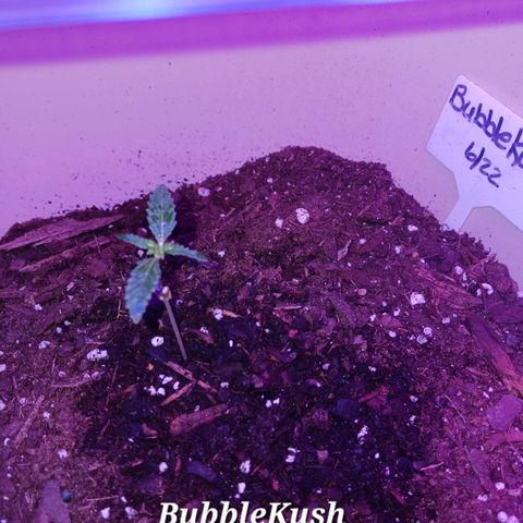 Bubble Kush Autoflower  growlog timeline photo