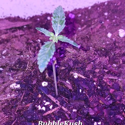 Bubble Kush Autoflower  growlog timeline photo