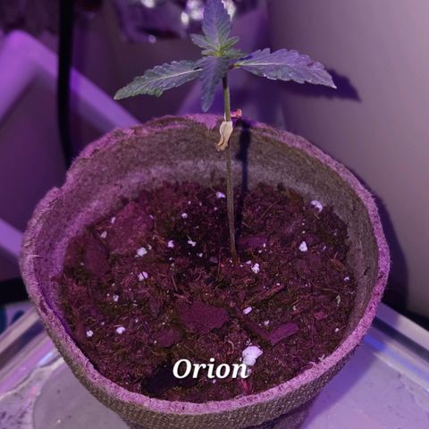 Orion F1 Autoflower growlog timeline photo