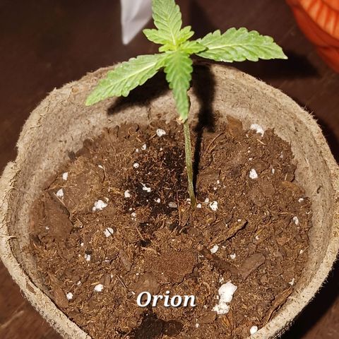 Orion F1 Autoflower growlog timeline photo