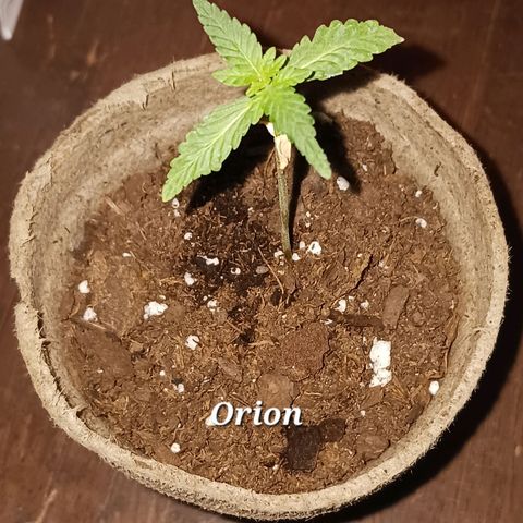 Orion F1 Autoflower growlog timeline photo