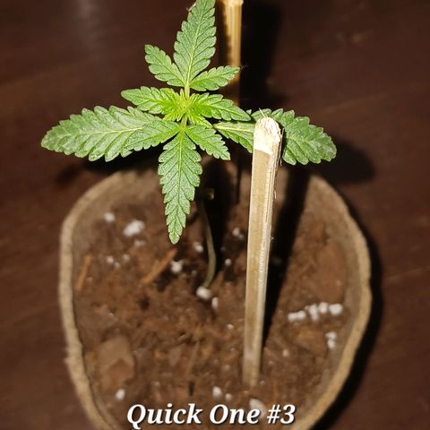 Quick One growlog timeline photo