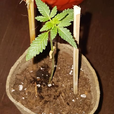 Quick One growlog timeline photo