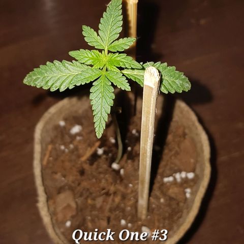 Quick One growlog timeline photo