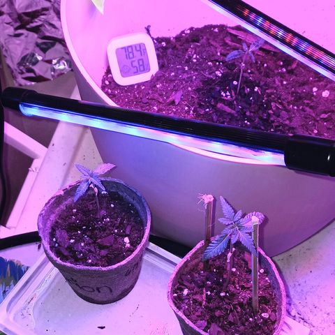 Orion F1 Autoflower growlog photo: 3 out of 6 are still doing okay. I expected losing some since it's my first time growing. My guess for the recent 2 I lost...damping off ☹️ 