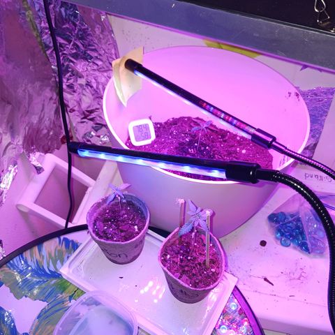 Orion F1 Autoflower growlog photo: 3 out of 6 are still doing okay. I expected losing some since it's my first time growing. My guess for the recent 2 I lost...damping off ☹️ 