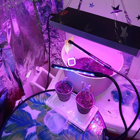 Orion F1 Autoflower growlog photo: 3 out of 6 are still doing okay. I expected losing some since it's my first time growing. My guess for the recent 2 I lost...damping off ☹️ 