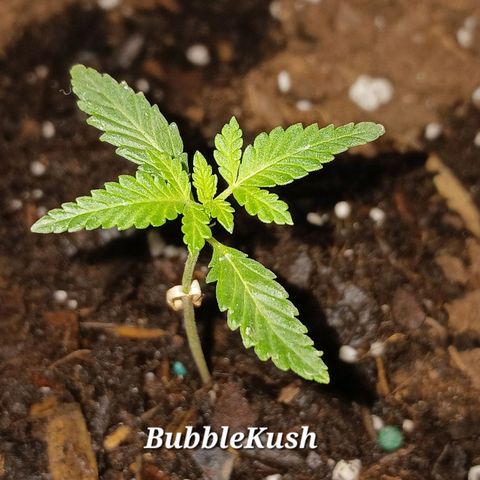 Bubble Kush Autoflower  growlog timeline photo