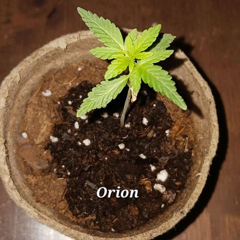 Orion F1 Autoflower growlog timeline photo