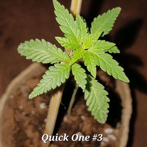 Quick One growlog timeline photo