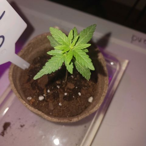 Quick One growlog timeline photo