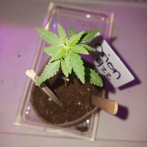 Orion F1 Autoflower growlog timeline photo