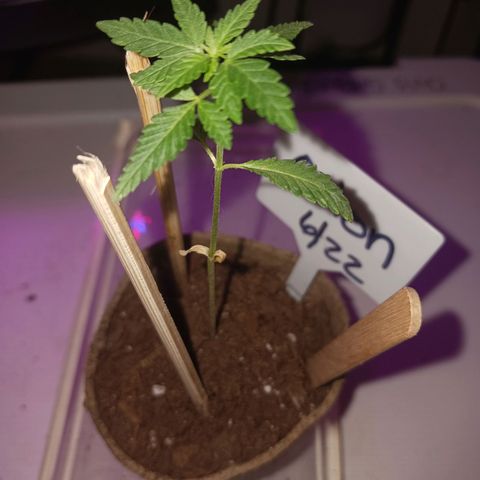 Orion F1 Autoflower growlog timeline photo