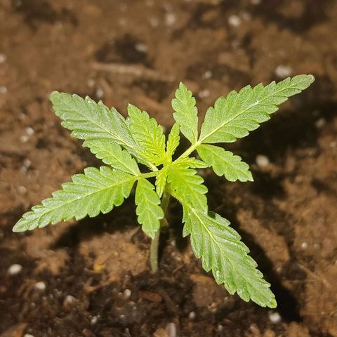 Bubble Kush Autoflower  growlog timeline photo