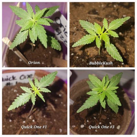 Orion F1 Autoflower growlog timeline photo