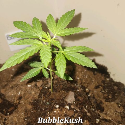 Bubble Kush Autoflower  growlog timeline photo