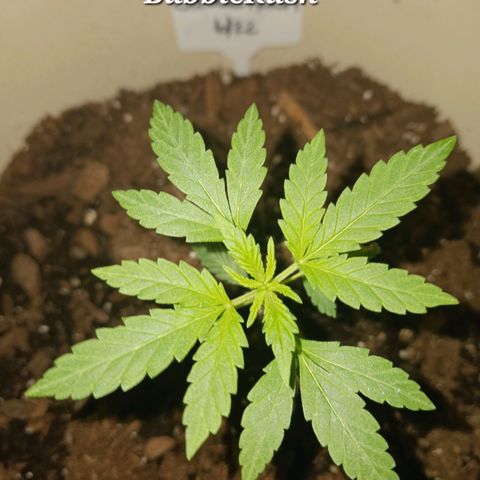 Bubble Kush Autoflower  growlog timeline photo