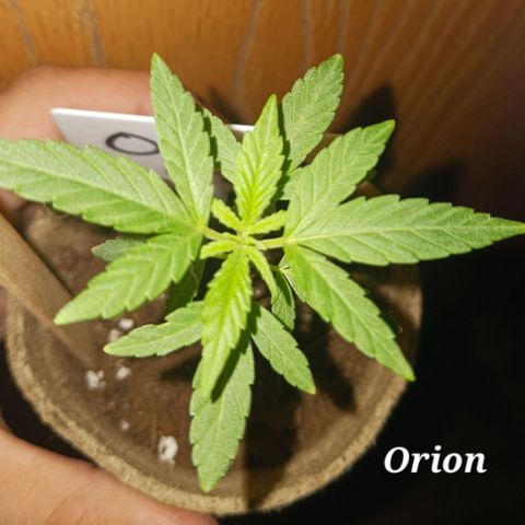 Orion F1 Autoflower growlog timeline photo
