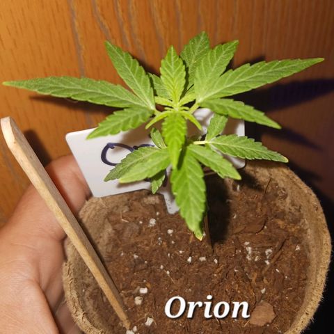 Orion F1 Autoflower growlog timeline photo