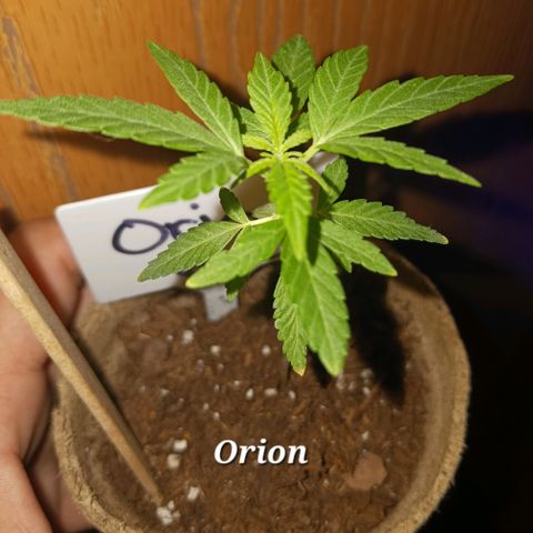 Orion F1 Autoflower growlog timeline photo