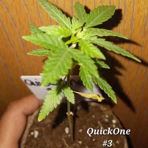 Quick One growlog timeline photo