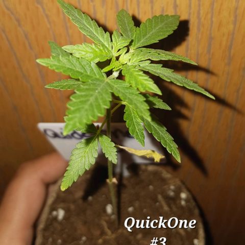 Quick One growlog timeline photo