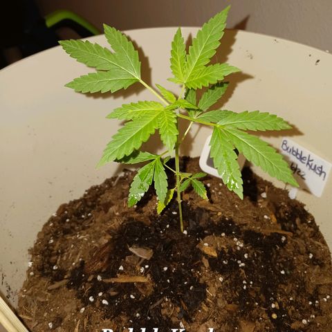 Bubble Kush Autoflower  growlog timeline photo