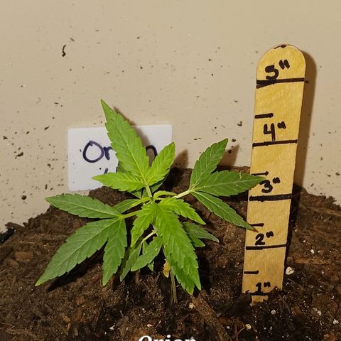 Orion F1 Autoflower growlog timeline photo