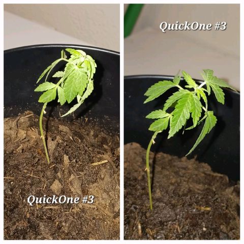 Quick One growlog photo: This baby needs some TLC 
