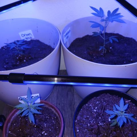 Orion F1 Autoflower growlog timeline photo