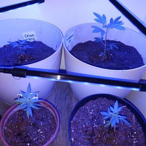 Orion F1 Autoflower growlog timeline photo