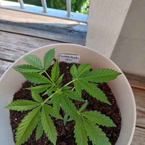 Bubble Kush Autoflower  growlog timeline photo