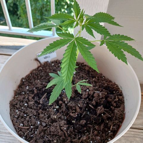 Bubble Kush Autoflower  growlog timeline photo