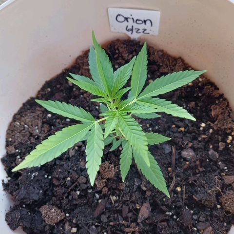 Orion F1 Autoflower growlog timeline photo