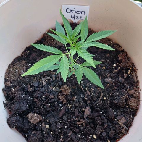 Orion F1 Autoflower growlog timeline photo