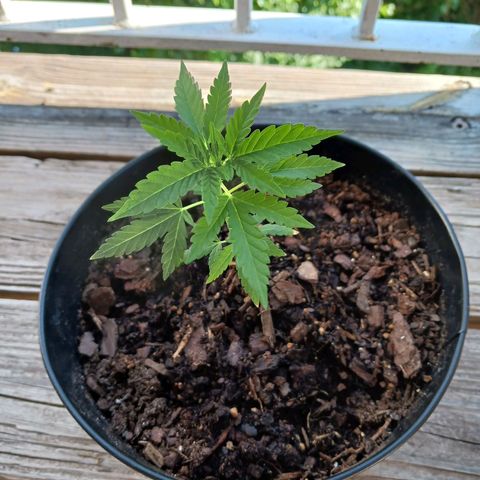 Quick One growlog timeline photo
