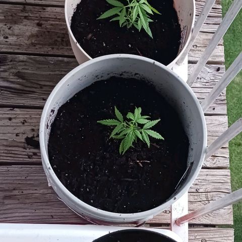 Orion F1 Autoflower growlog photo: Been on the balcony for almost 4 full days. Back inside with lights tonight, due to a severe heat advisory through Thursday. 