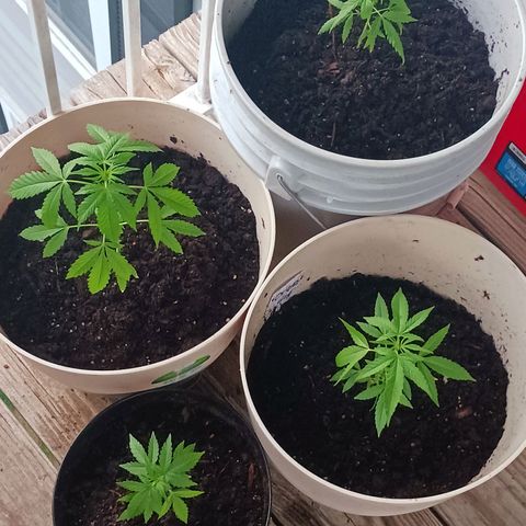 Orion F1 Autoflower growlog photo: Been on the balcony for almost 4 full days. Back inside with lights tonight, due to a severe heat advisory through Thursday. 