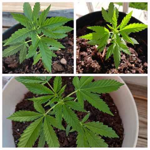 Orion F1 Autoflower growlog photo: Been on the balcony for almost 4 full days. Back inside with lights tonight, due to a severe heat advisory through Thursday. 