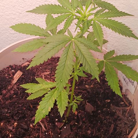 Bubble Kush Autoflower  growlog timeline photo