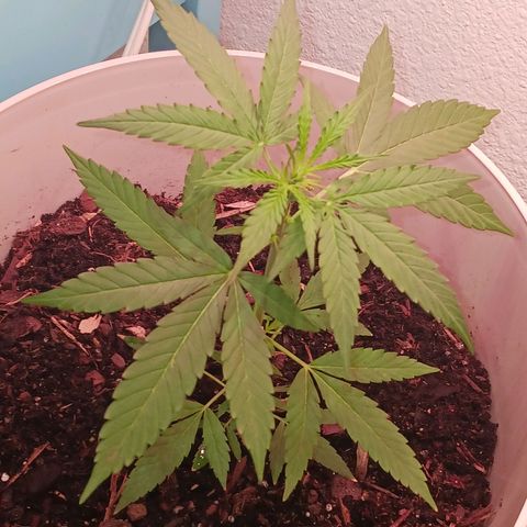 Orion F1 Autoflower growlog timeline photo