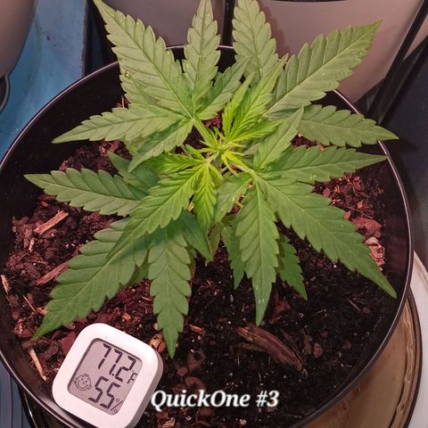 Quick One growlog timeline photo