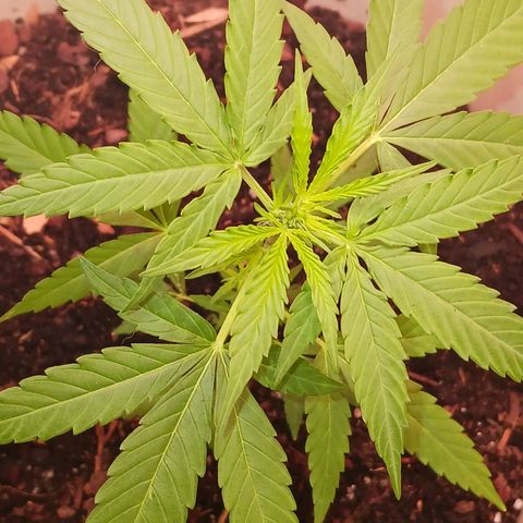 Orion F1 Autoflower growlog timeline photo