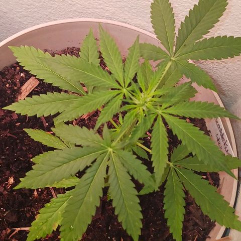 Bubble Kush Autoflower  growlog timeline photo