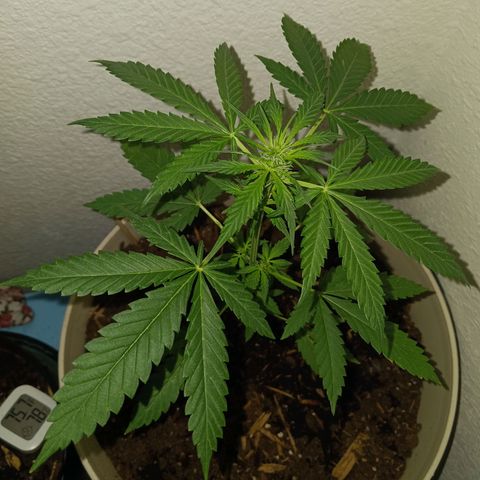 Orion F1 Autoflower growlog timeline photo