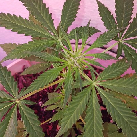 Orion F1 Autoflower growlog timeline photo