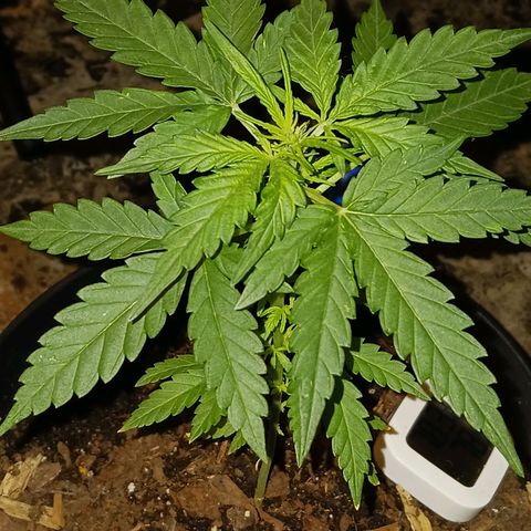 Orion F1 Autoflower growlog timeline photo