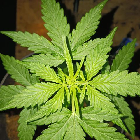 Orion F1 Autoflower growlog timeline photo