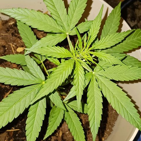 Orion F1 Autoflower growlog timeline photo